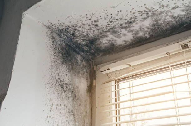 Trusted Bathroom Mold Removal service in Moorestown, NJ - Cheap Mold Removal